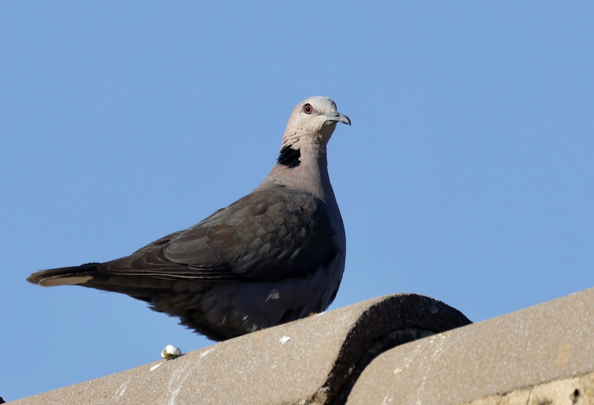 Red-eyed Dove - ML624081458