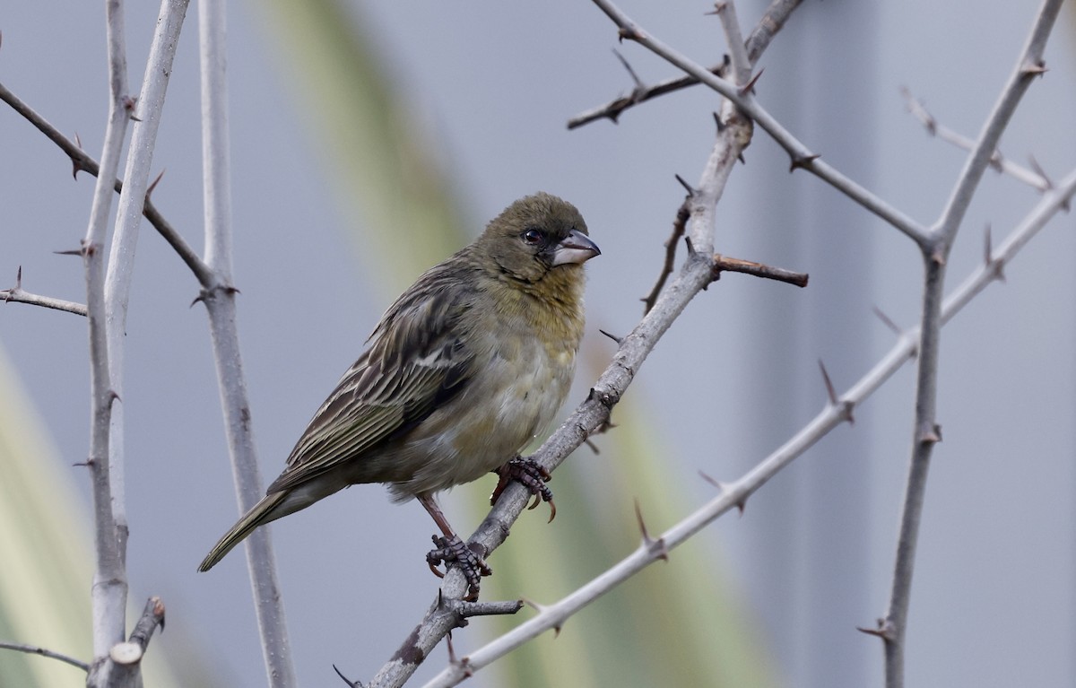 Southern Masked-Weaver - ML624081468