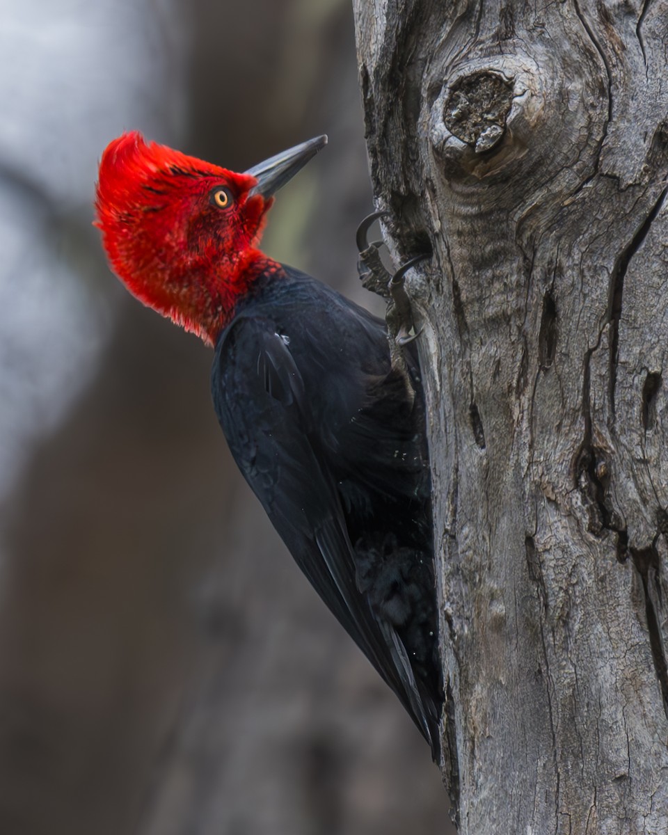 Magellanic Woodpecker - Héctor Morales Vidal