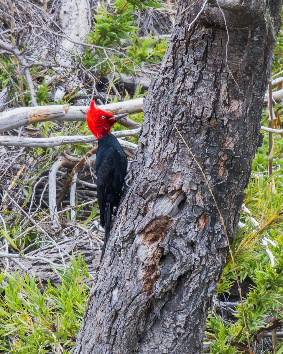 Magellanic Woodpecker - Héctor Morales Vidal