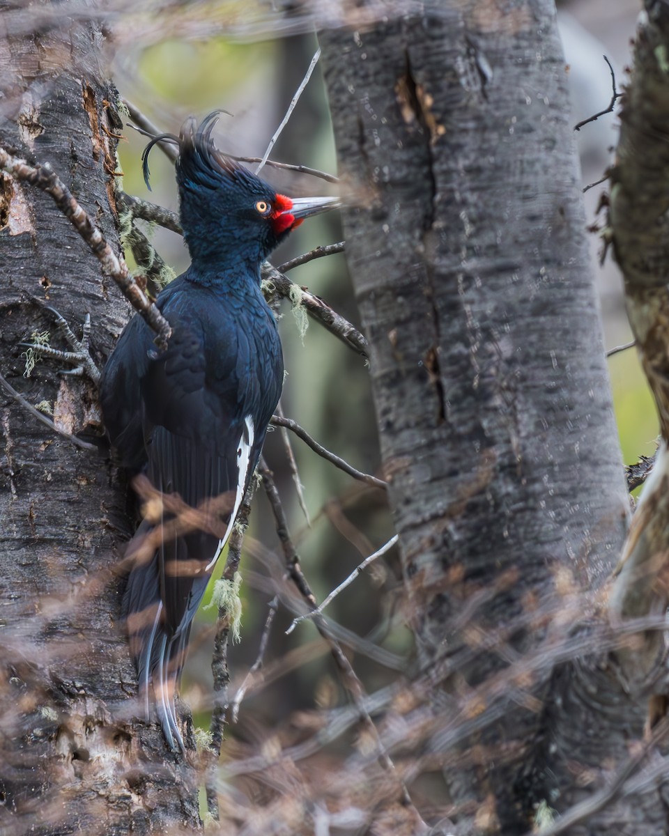 Magellanic Woodpecker - ML624081474