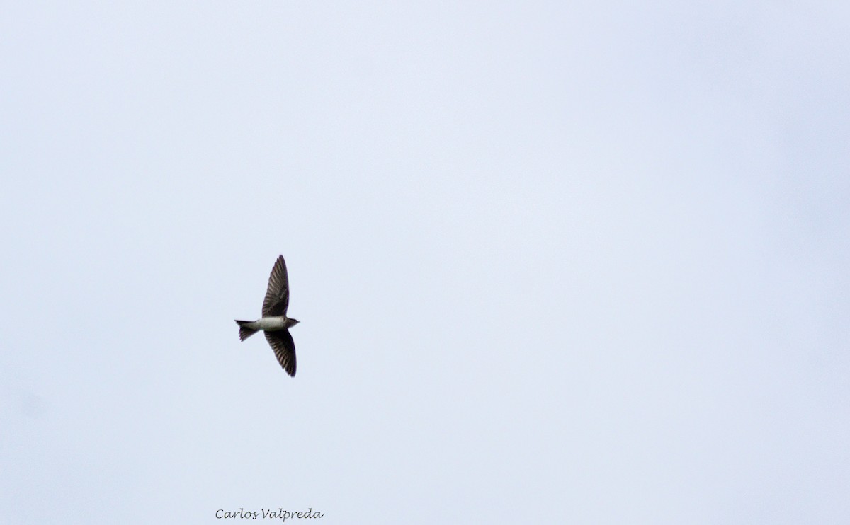 Gray-breasted Martin - ML624081494