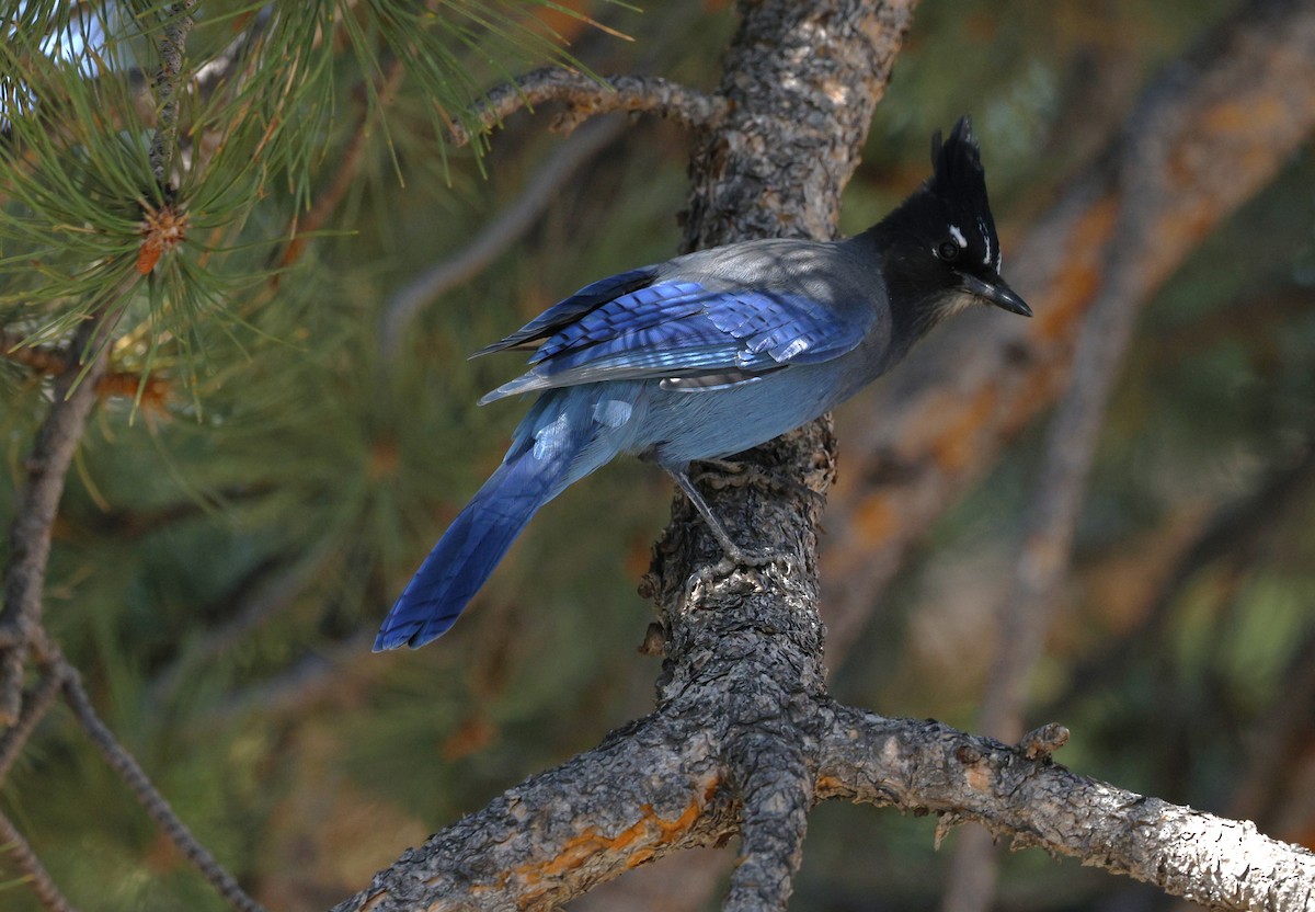 Steller's Jay - ML624081502