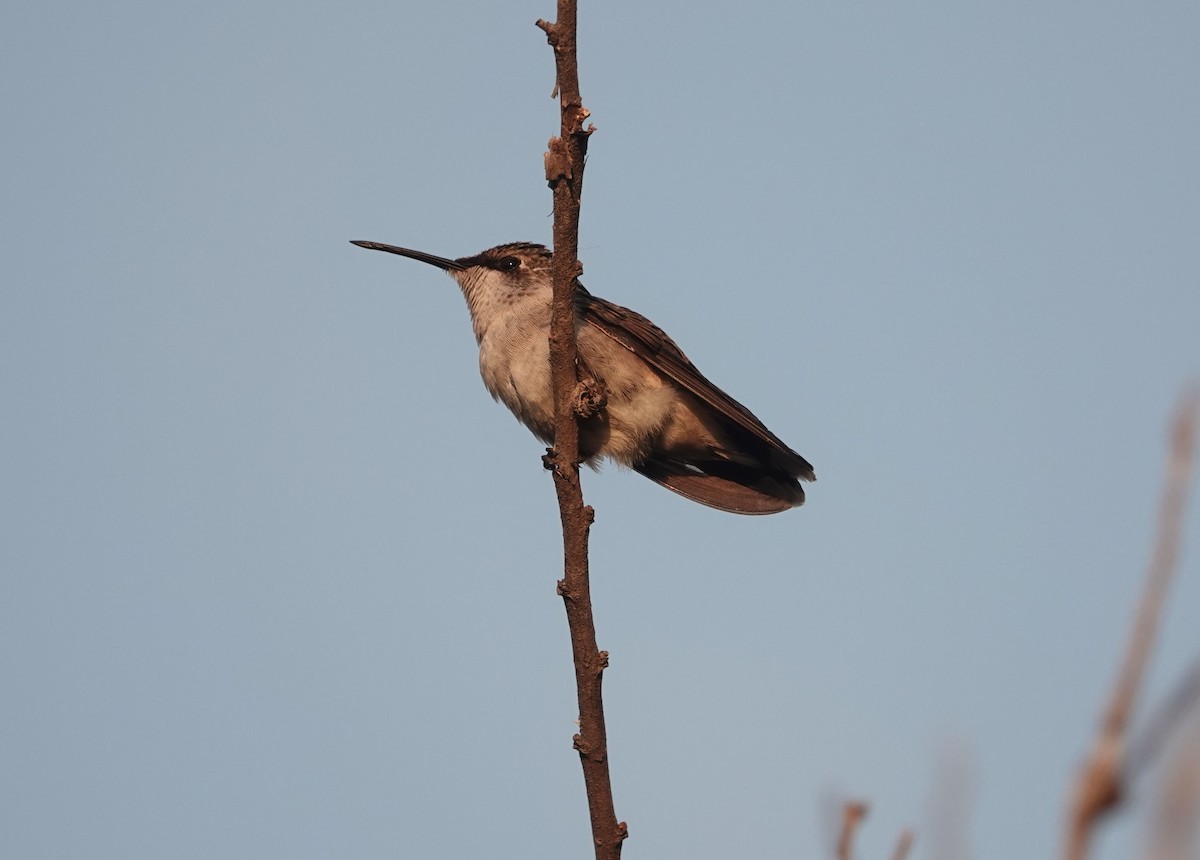 Ruby-throated Hummingbird - Lauren Stranahan