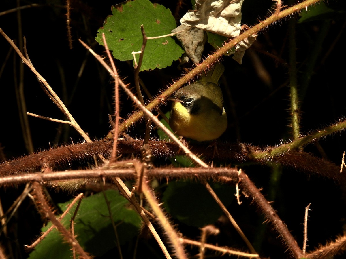 Common Yellowthroat - ML624081545