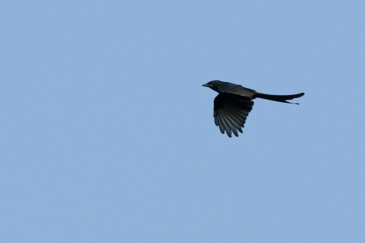 Black Drongo - ML624081576