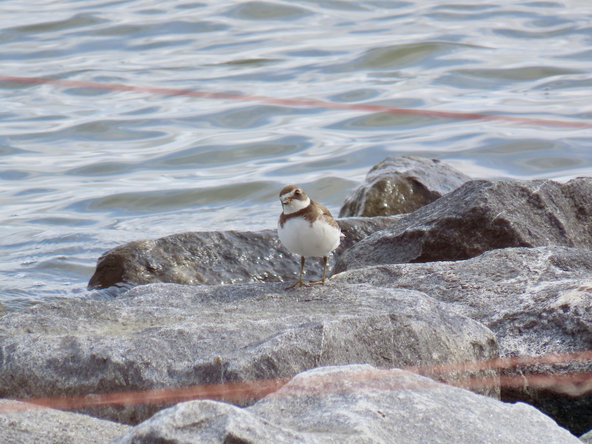 Semipalmated Plover - ML624081615