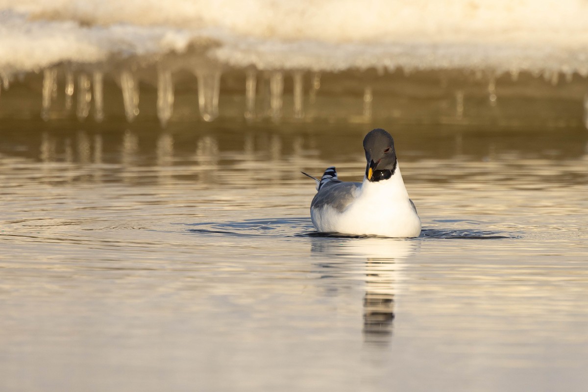 Sabine's Gull - ML624081650