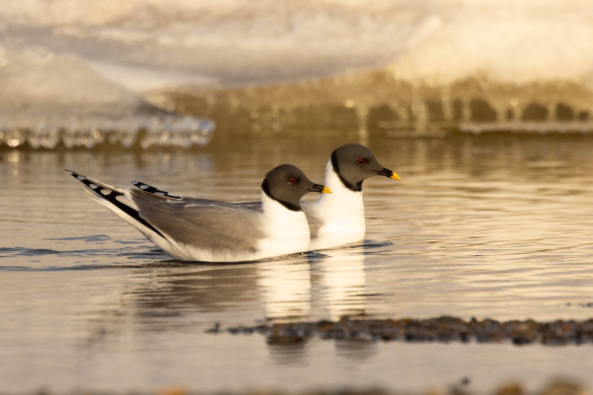 Sabine's Gull - ML624081651