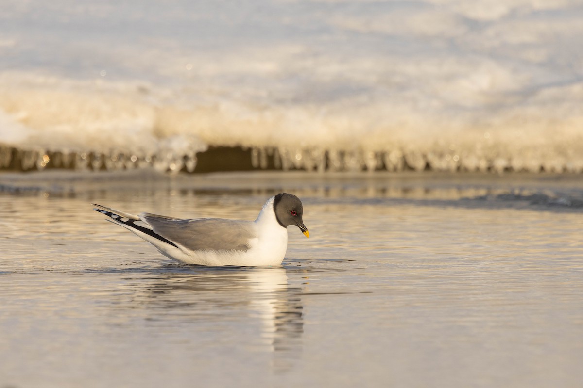 Sabine's Gull - ML624081652