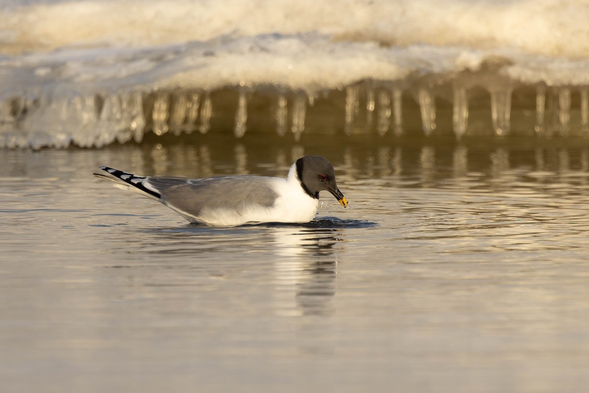 Sabine's Gull - ML624081653