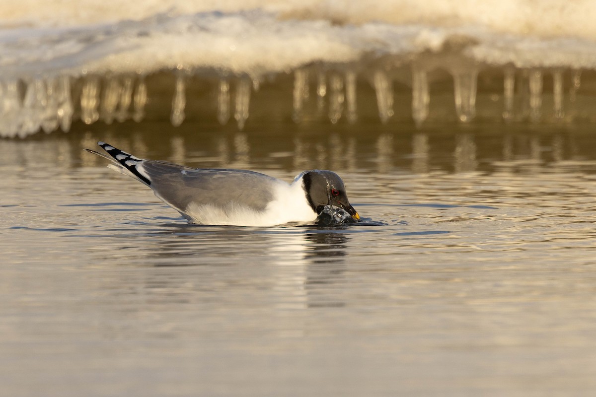 Sabine's Gull - Doug Gochfeld