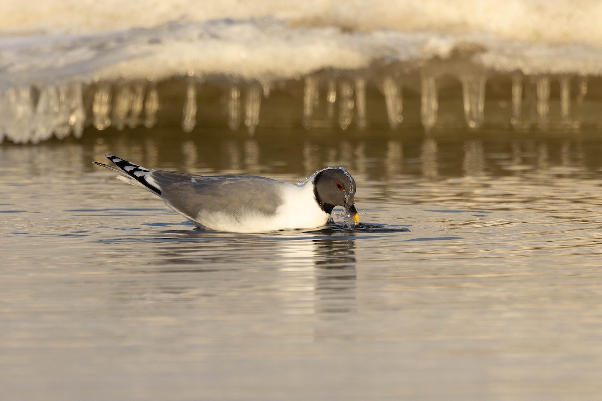 Sabine's Gull - ML624081655