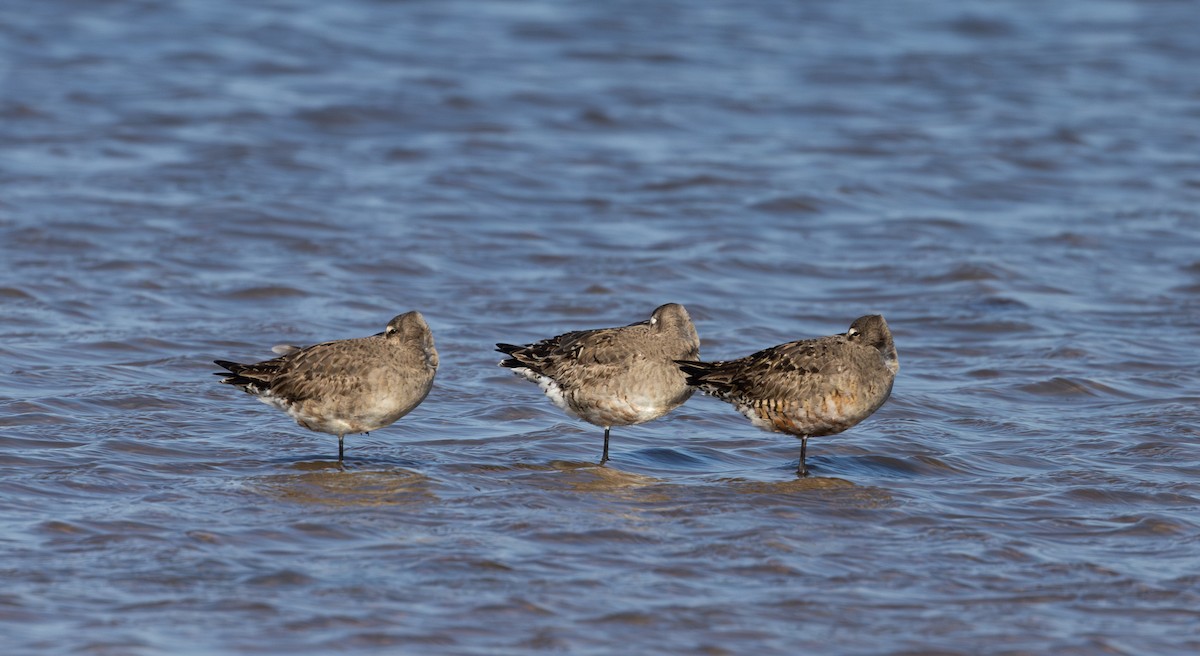 Hudsonian Godwit - ML624081657