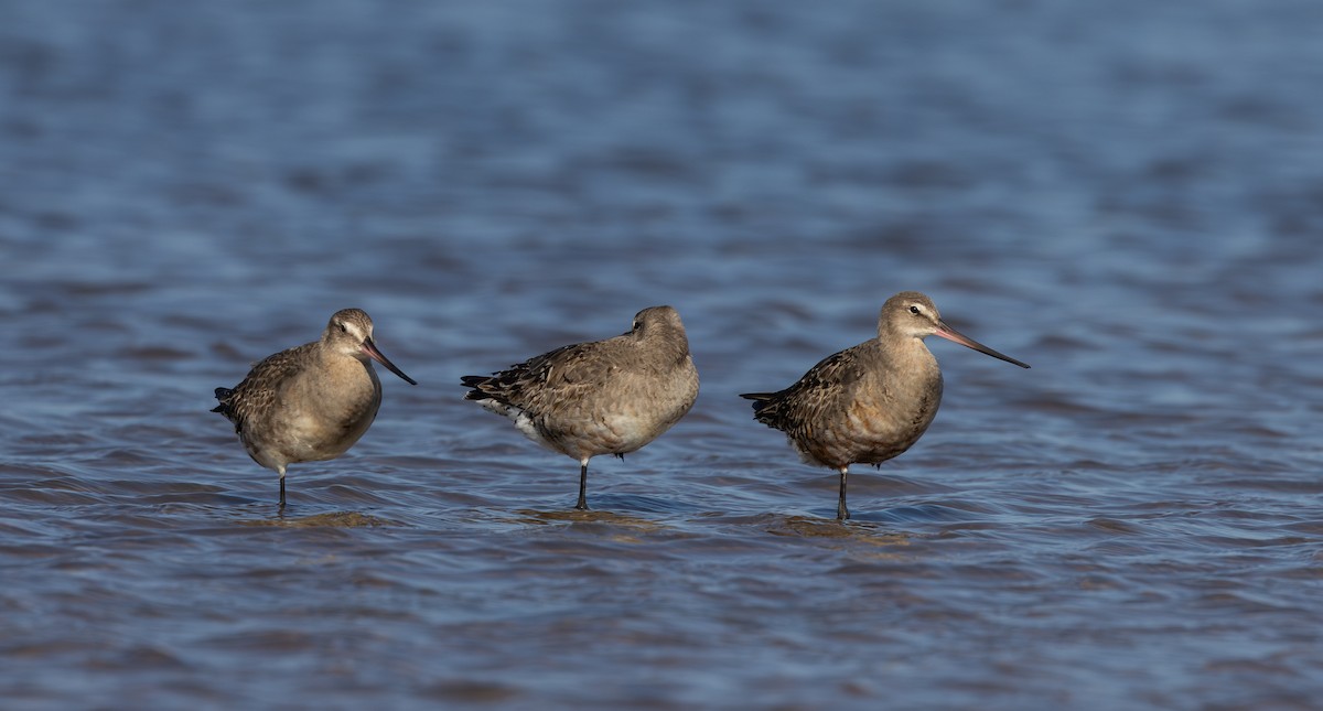 Hudsonian Godwit - Jay McGowan