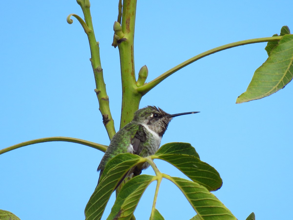 Anna's Hummingbird - ML624081683