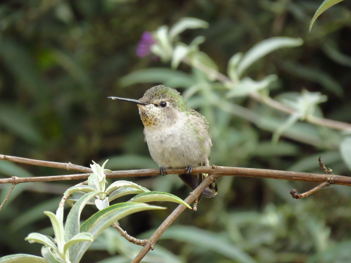 Anna's Hummingbird - ML624081684