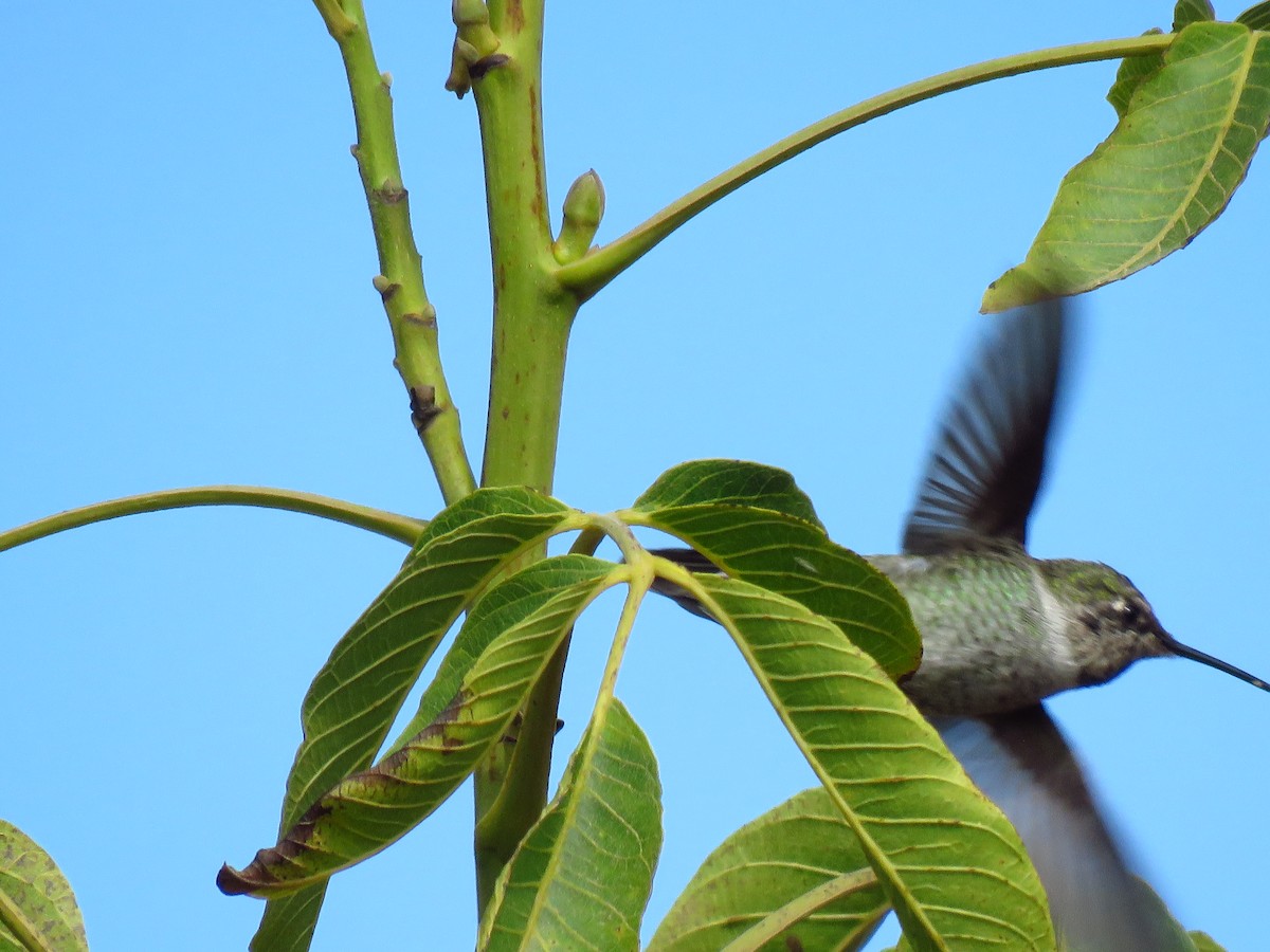 Anna's Hummingbird - Lisa Larson