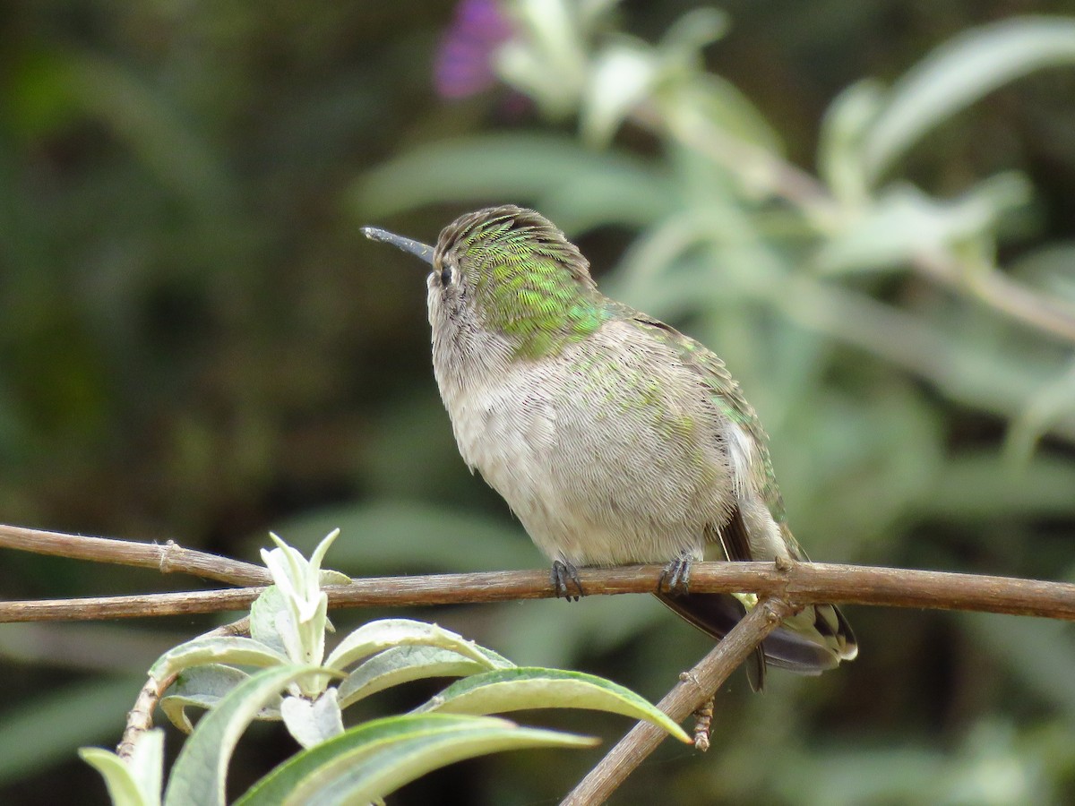 Anna's Hummingbird - ML624081686