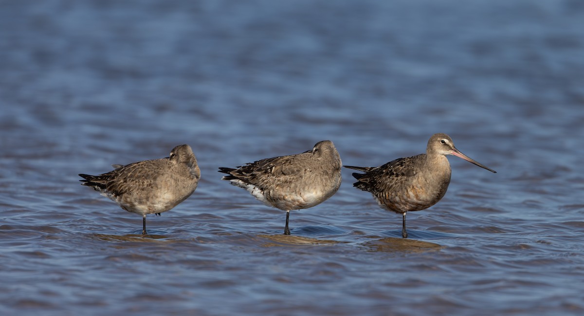 Hudsonian Godwit - ML624081693