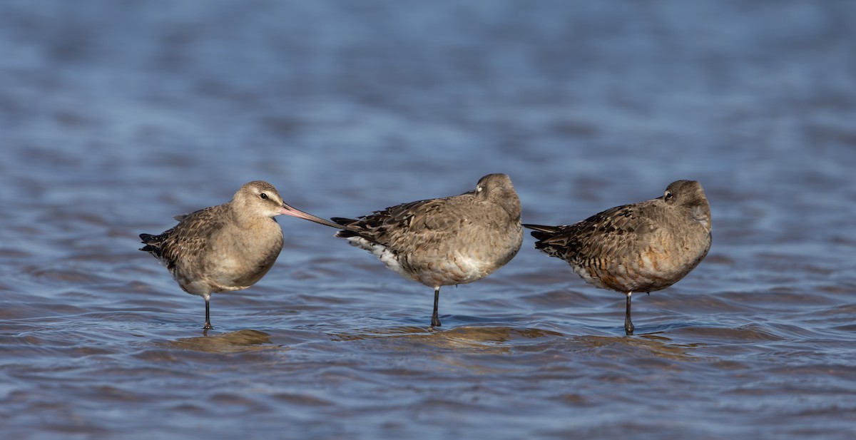 Hudsonian Godwit - ML624081694