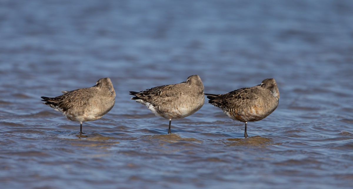 Hudsonian Godwit - ML624081695