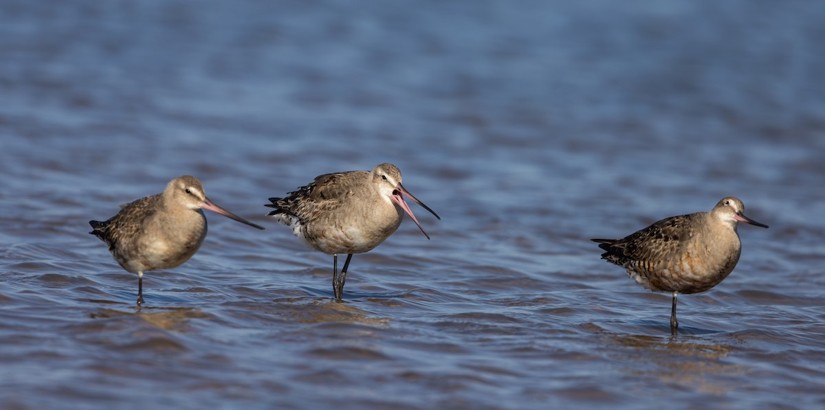 Hudsonian Godwit - ML624081707