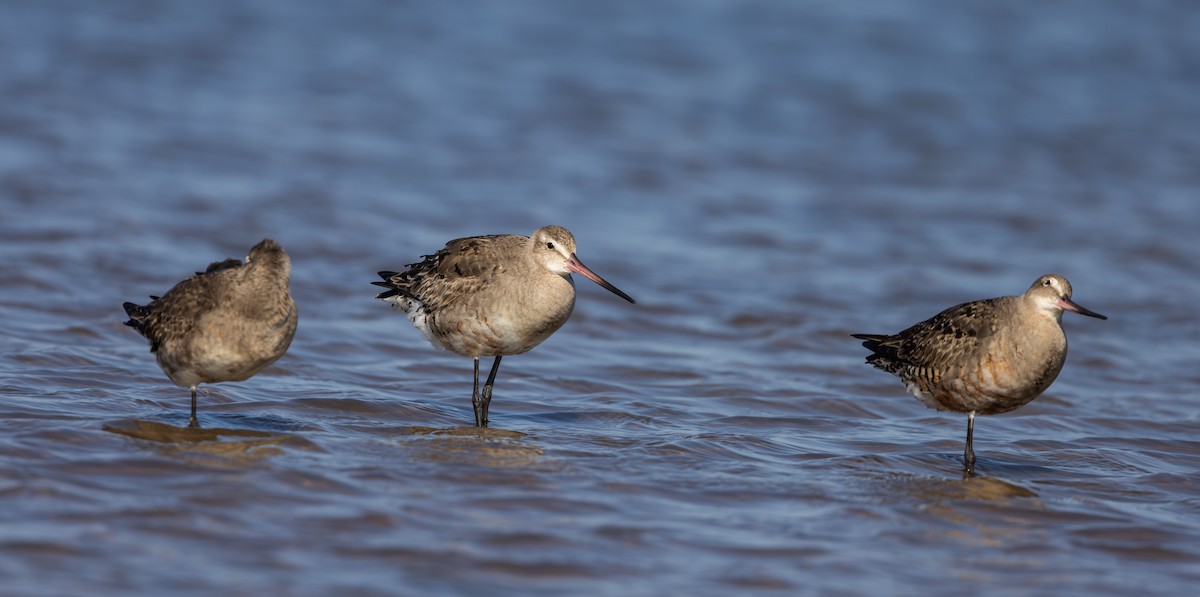 Hudsonian Godwit - ML624081708