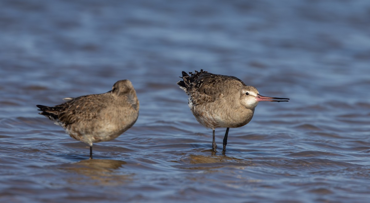 Hudsonian Godwit - ML624081714