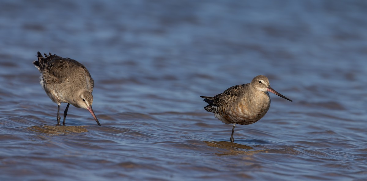 Hudsonian Godwit - Jay McGowan