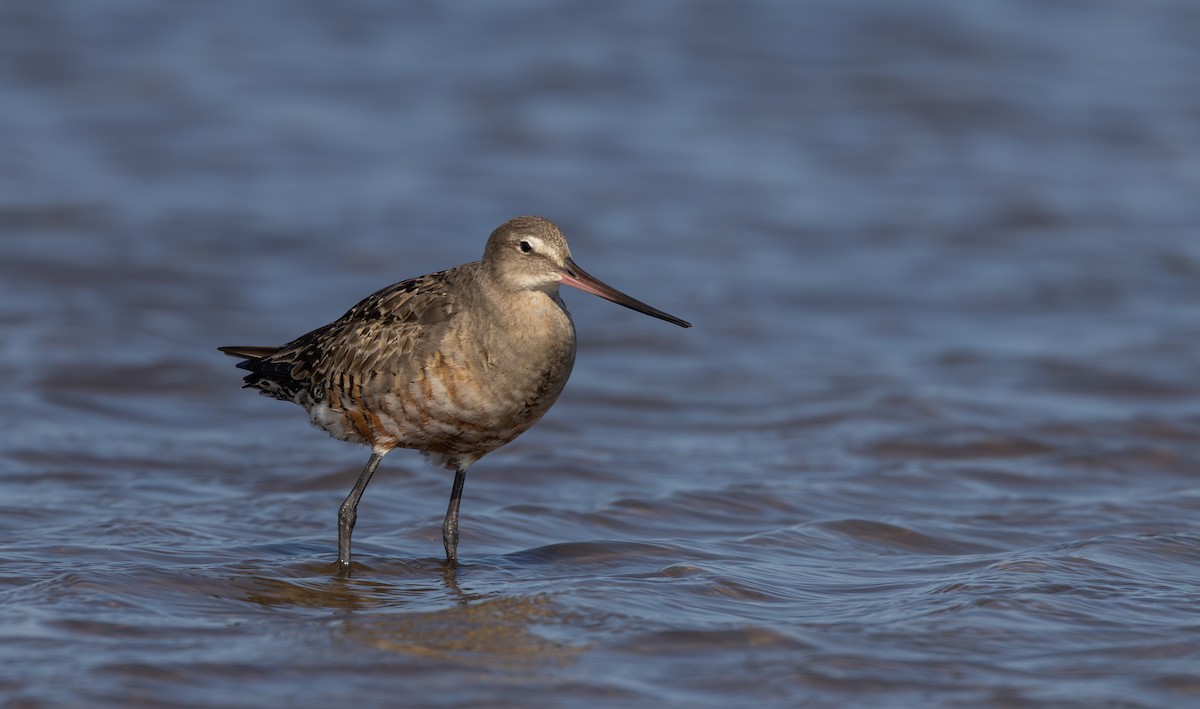 Hudsonian Godwit - ML624081719