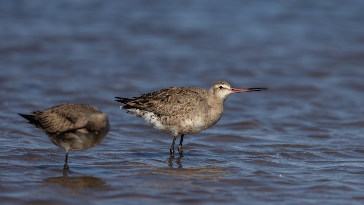 Hudsonian Godwit - ML624081720