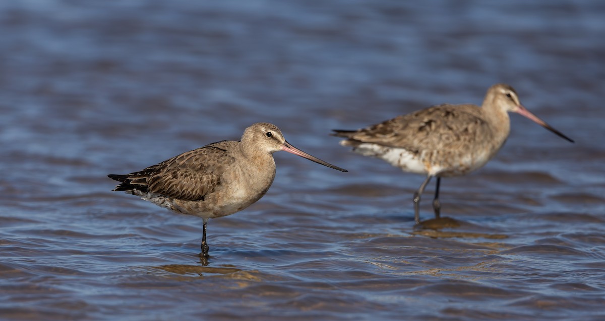 Hudsonian Godwit - ML624081726