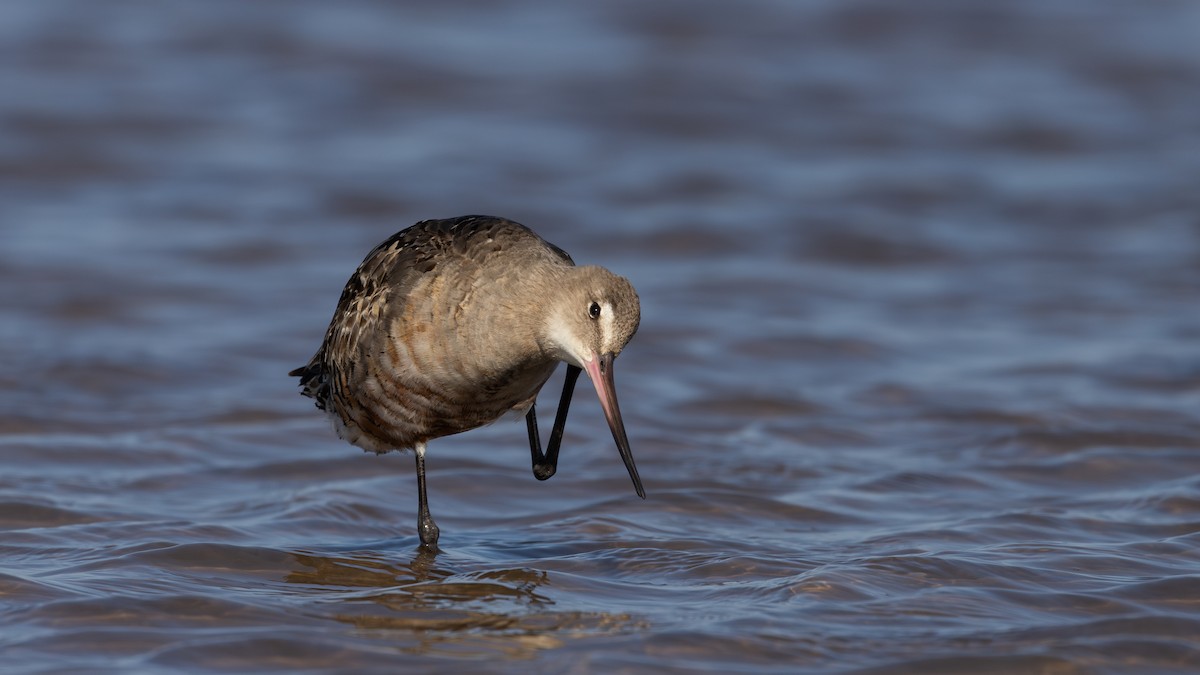 Hudsonian Godwit - ML624081727