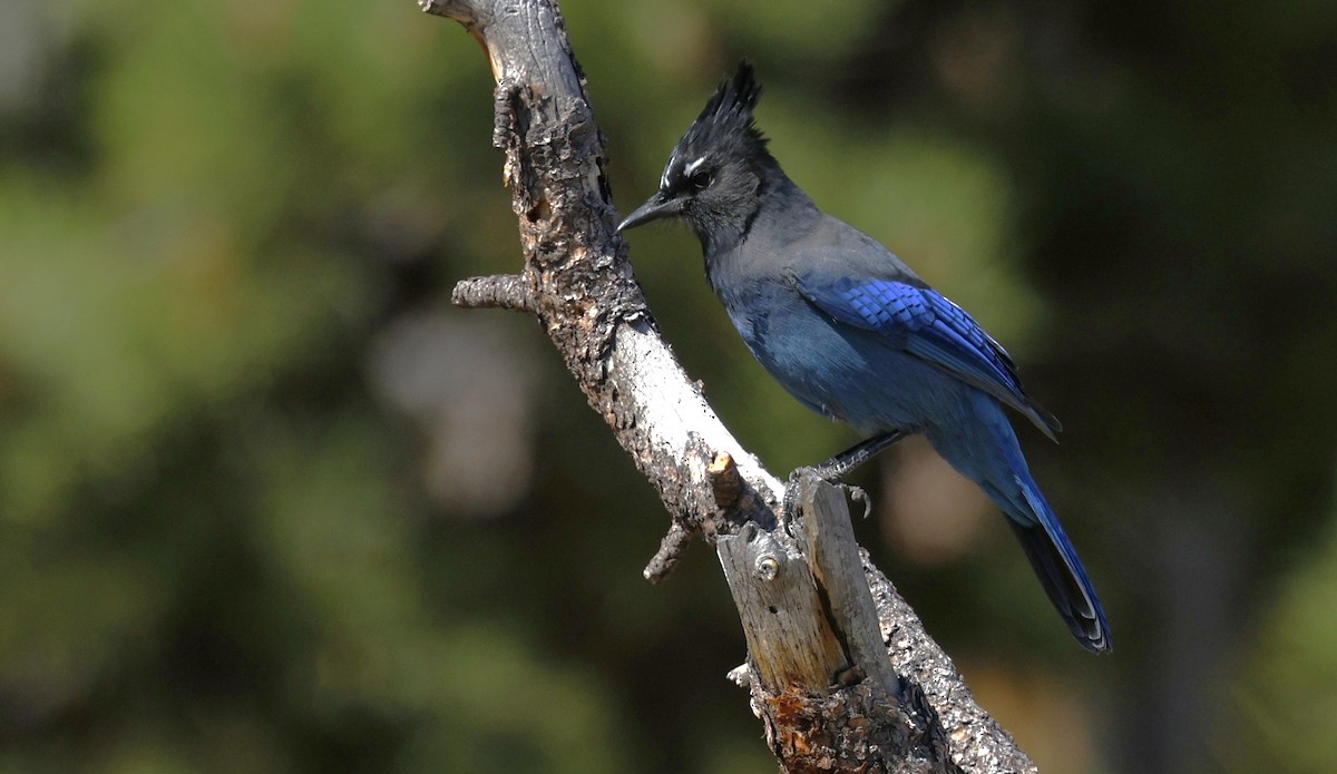 Steller's Jay - ML624081738