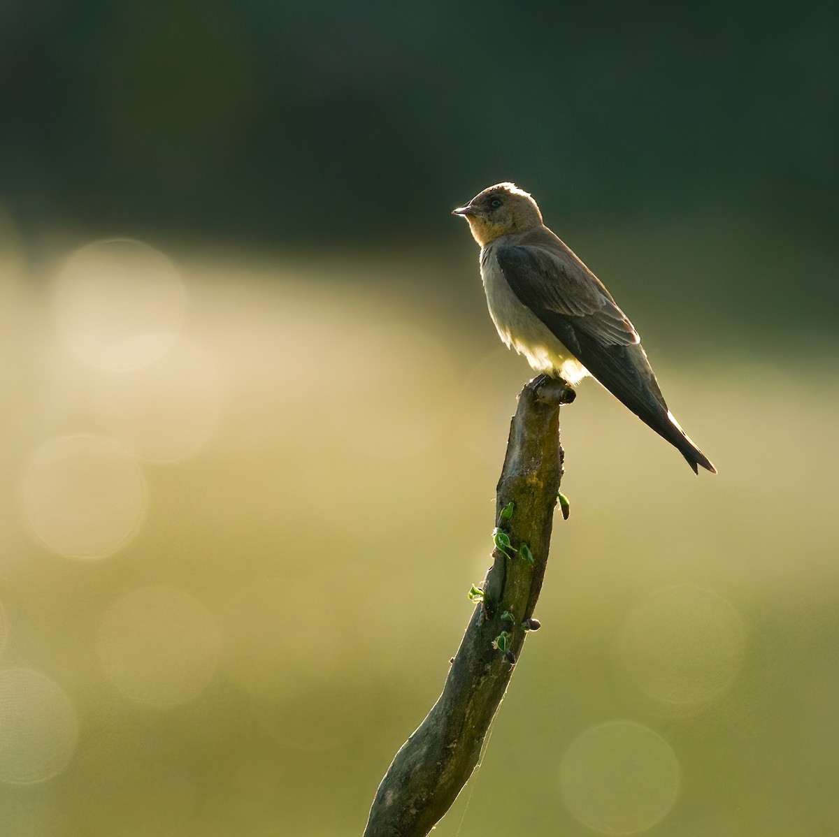 Southern Rough-winged Swallow - ML624081749