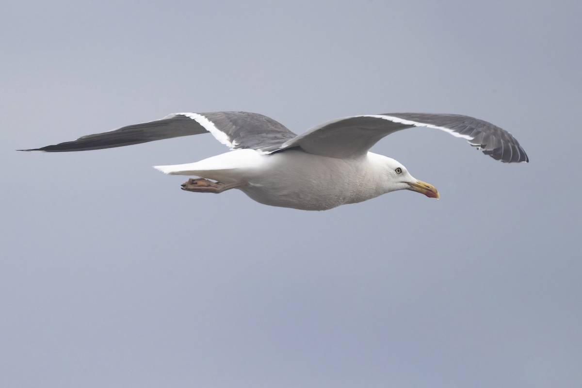 Herring x Lesser Black-backed Gull (hybrid) - Davey Walters