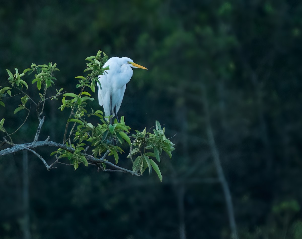 Great Egret - ML624081754