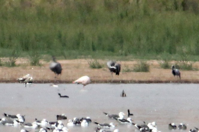 Common Crane - Marco Ansón Ramos