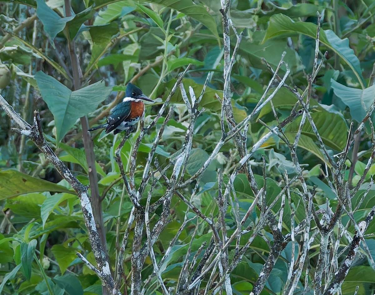 Green-and-rufous Kingfisher - ML624081757