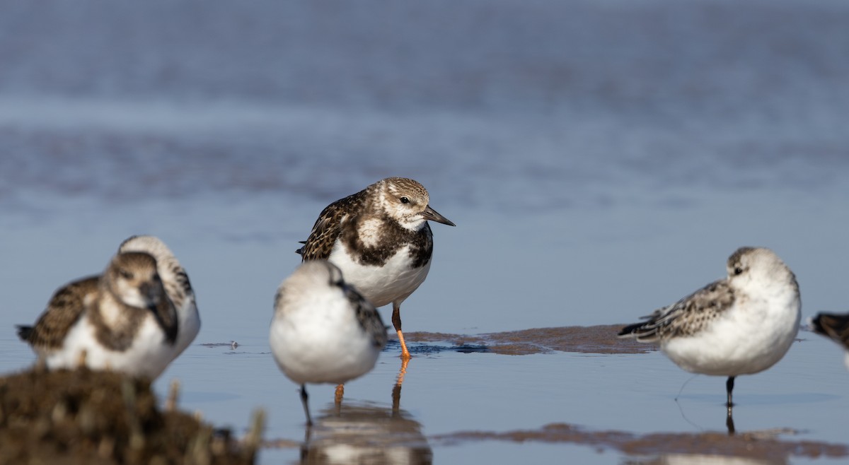 Ruddy Turnstone - ML624081758