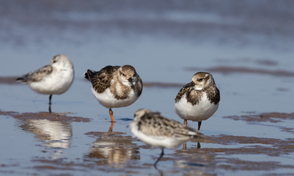 Ruddy Turnstone - ML624081759