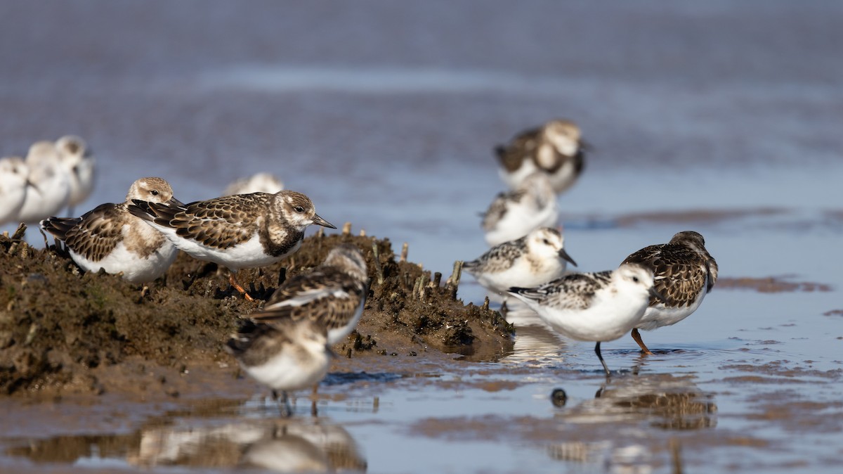 Ruddy Turnstone - ML624081762