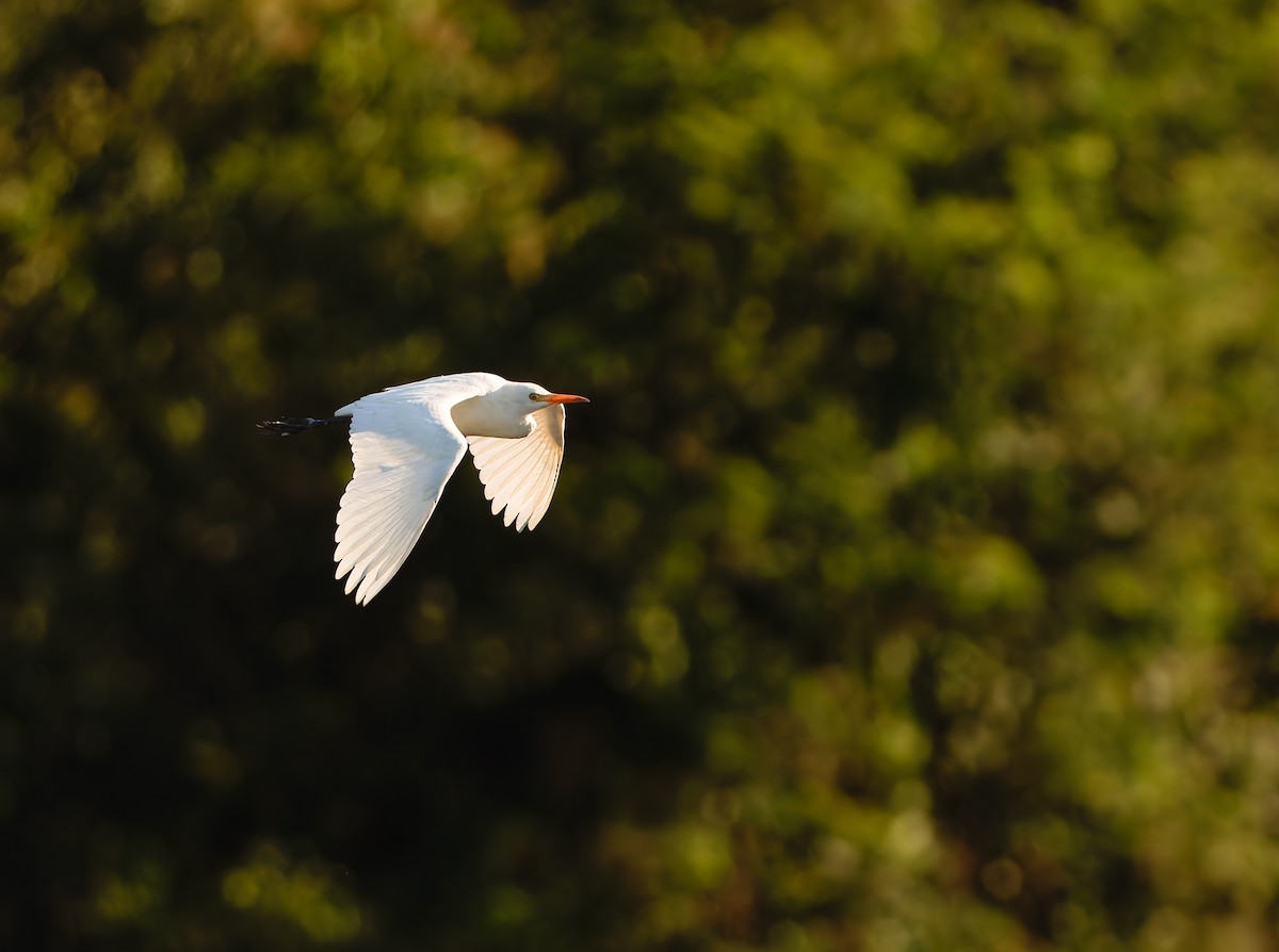 Western Cattle Egret - ML624081771