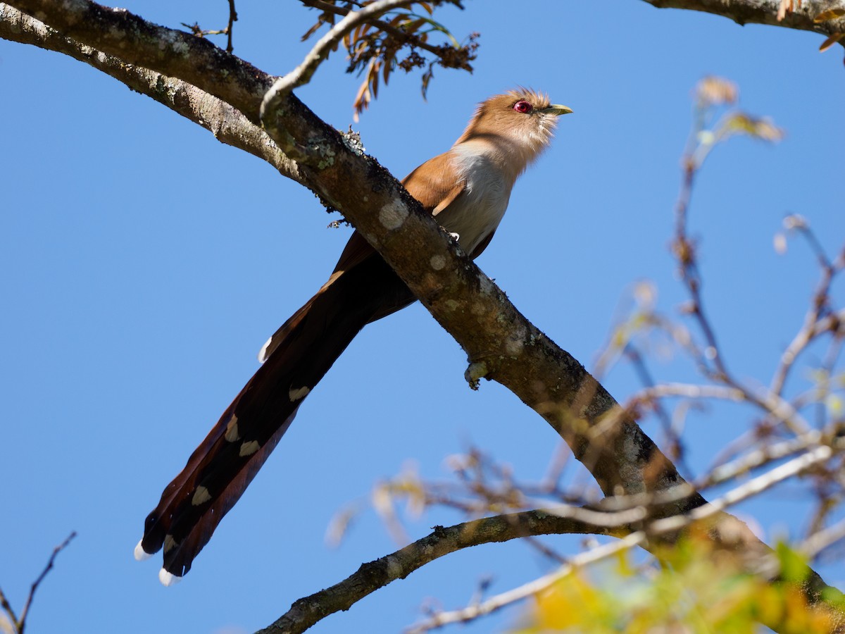 Squirrel Cuckoo - ML624081774