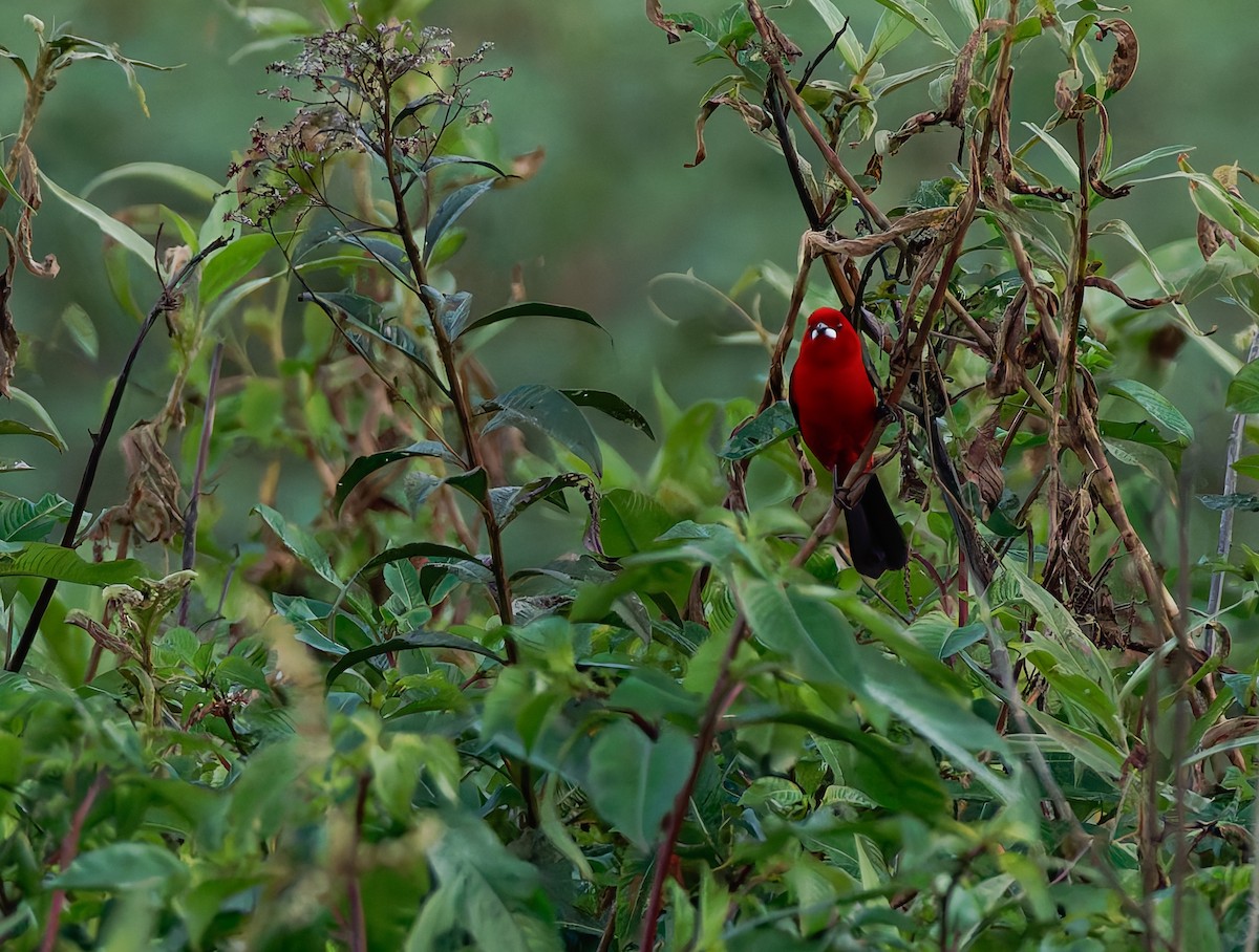 Brazilian Tanager - ML624081781