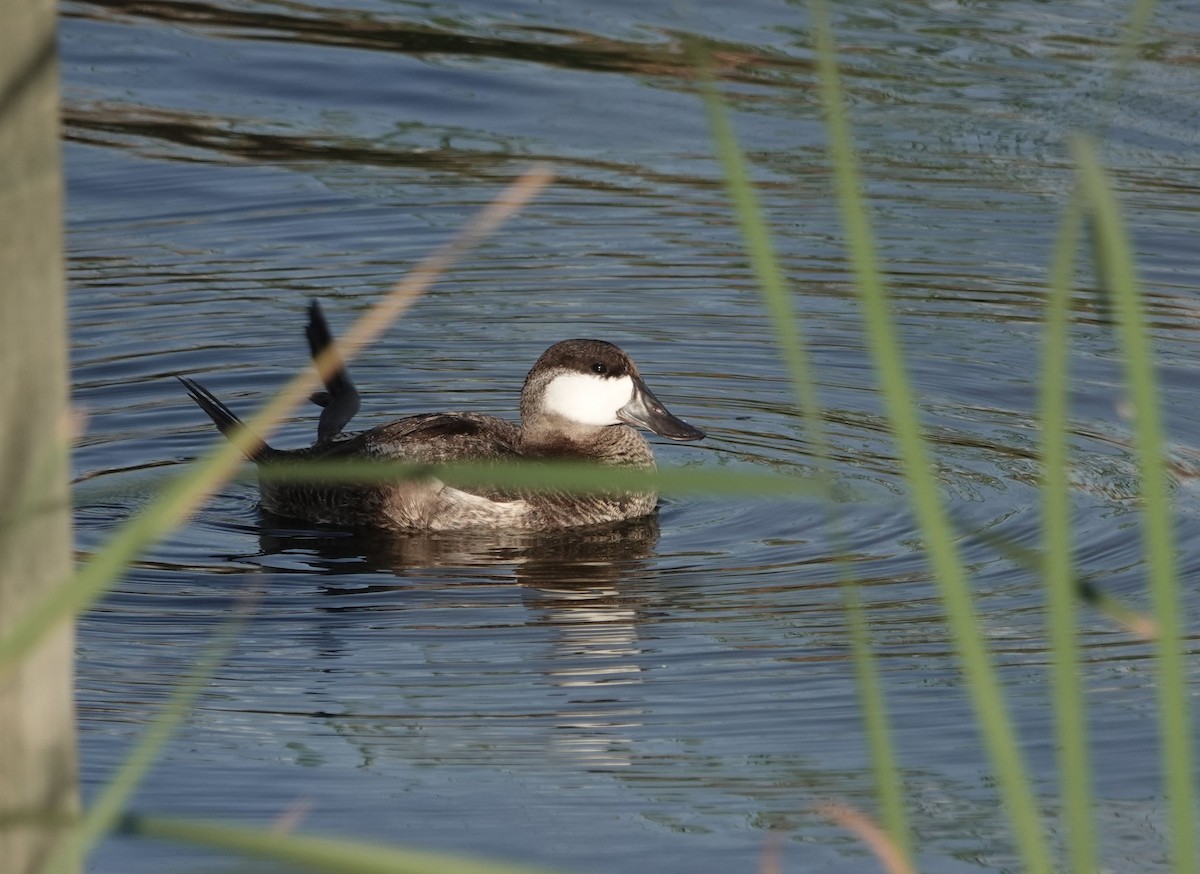 Ruddy Duck - Lauren Stranahan