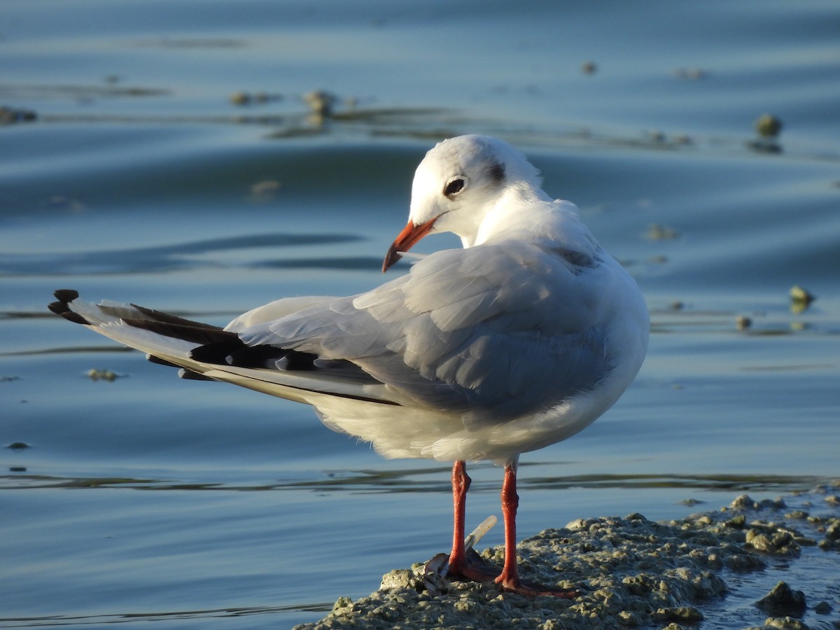 Black-headed Gull - ML624081800