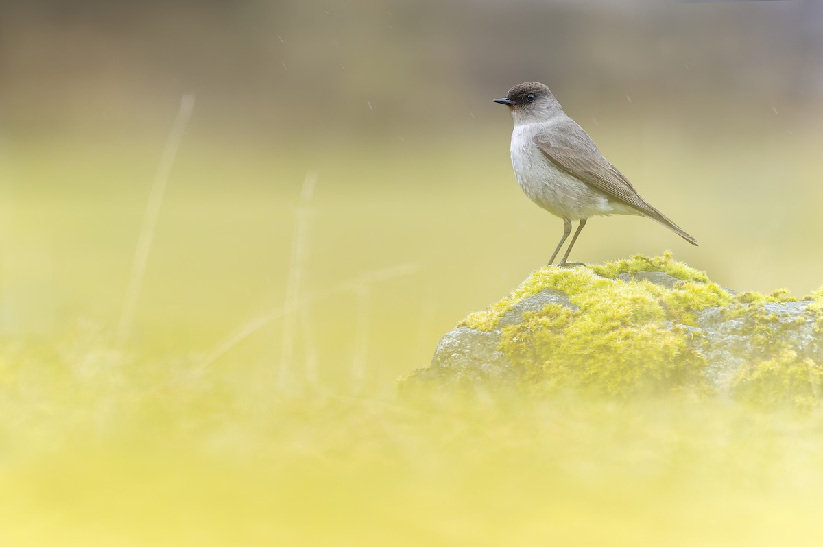 Dark-faced Ground-Tyrant - ML624081802