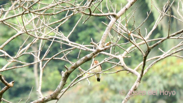 Southern Rough-winged Swallow - ML624081828